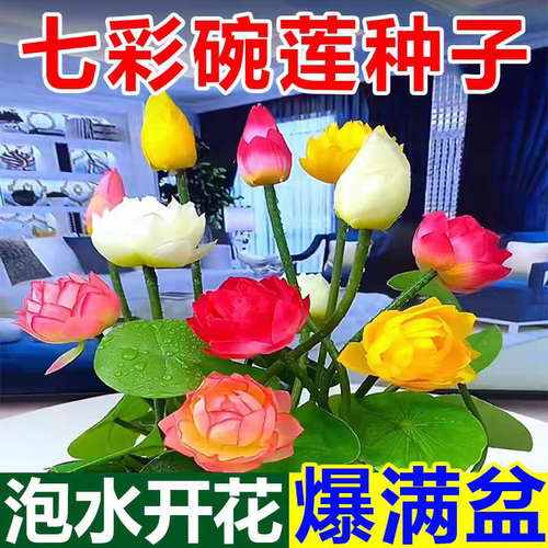 七彩碗莲已开口水培植物莲花种子四季无土懒人花卉鱼缸造景阳台盆