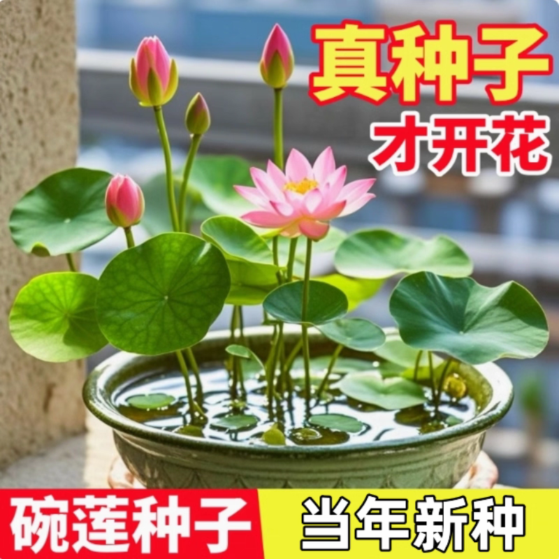 水培碗莲种籽子四季睡莲荷花水养植物种藕缸养盆栽铜钱草草籽种孑