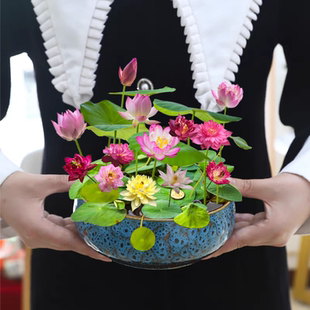 饰绿植盆栽植物户外四季 正宗水培碗莲种子迷你莲花荷花种子装 开花