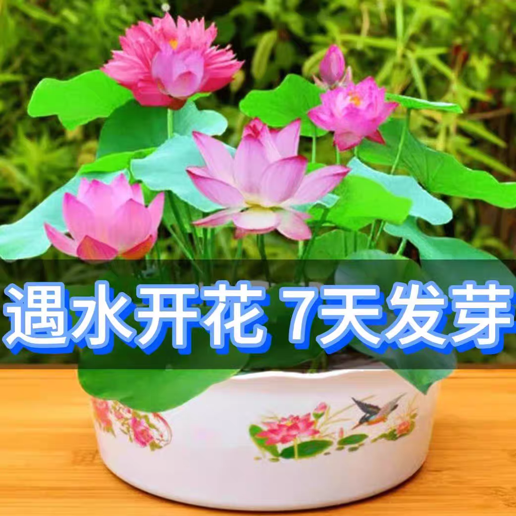 水培碗莲种籽子四季睡莲荷花水养植物种藕缸养盆栽铜钱草草籽种孑