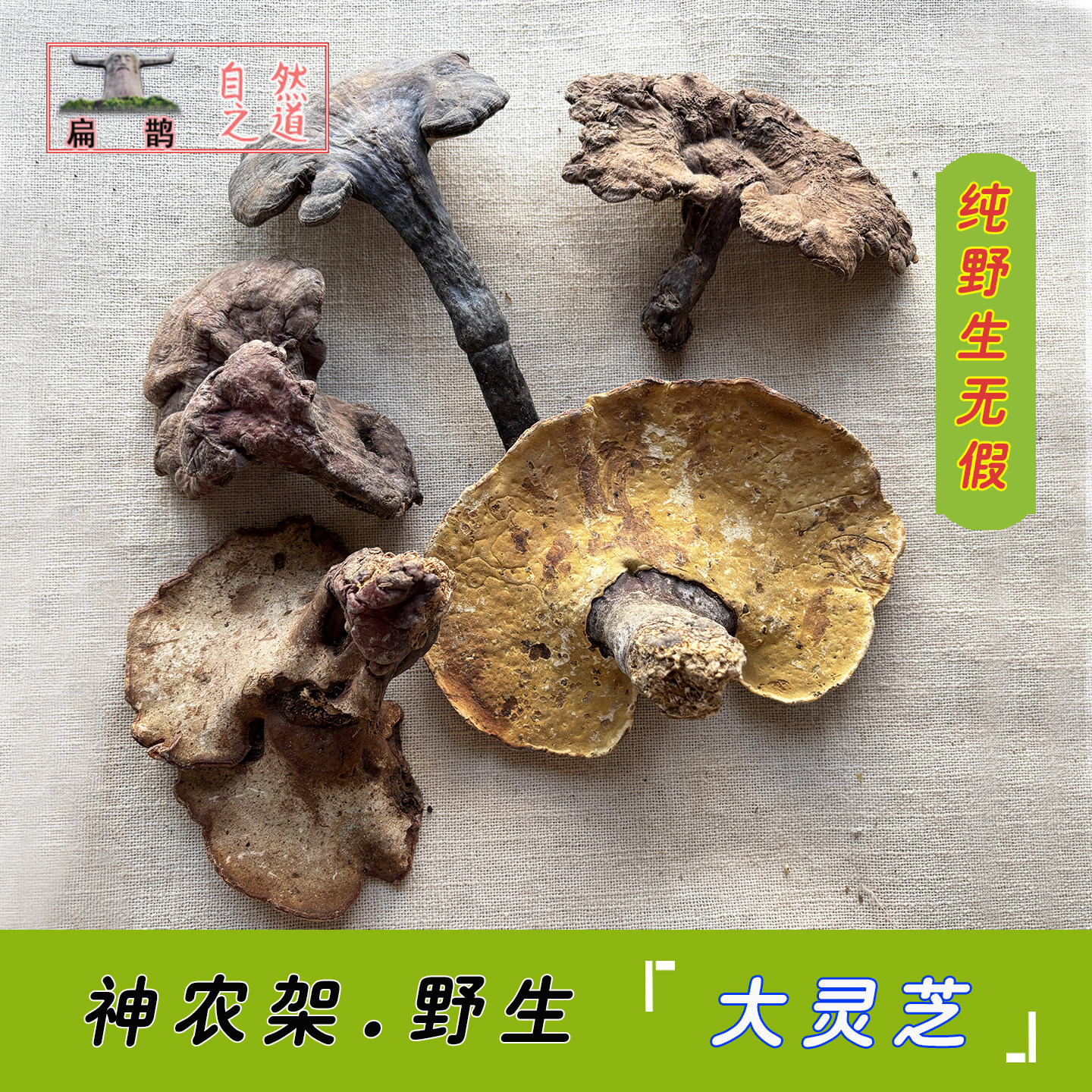 神农架 野生赤灵芝菌无掺假精选整棵非紫中大灵芝有虫眼100克包邮