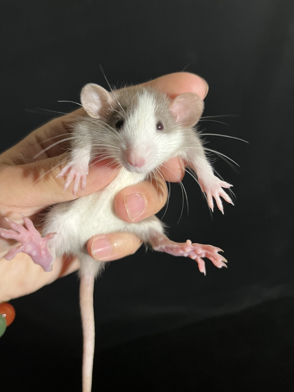 宠物花枝鼠活体幼崽上手亲人多色飞象耳亲人宠物鼠