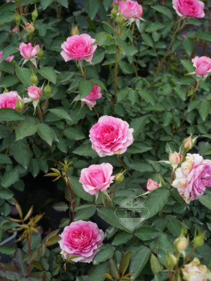 老园丁月季木村卓功庭院花园植物