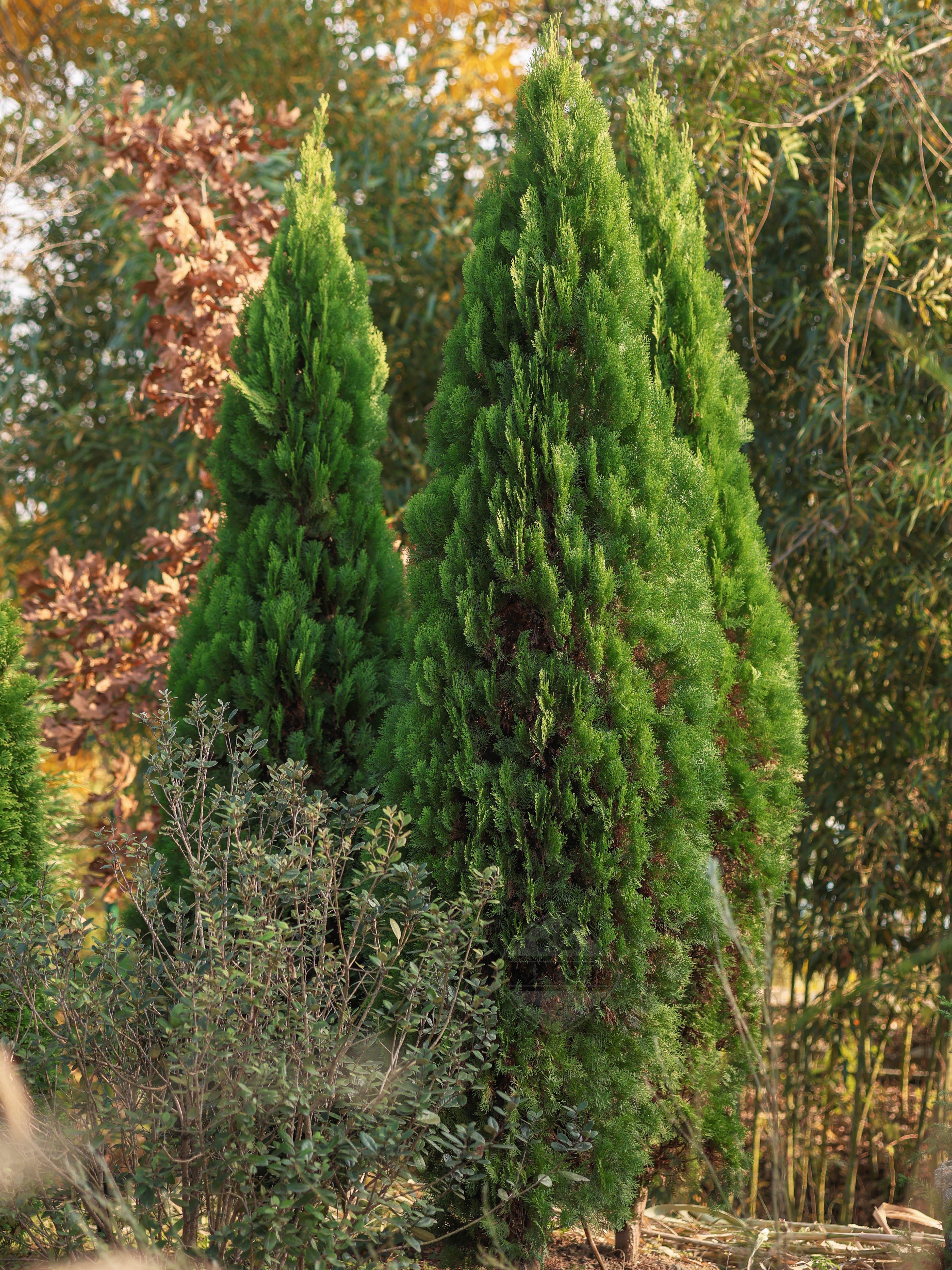 常绿针叶树蓝湖柏皮球柏火云刺柏皮球柏北美香柏老园丁庭院植物