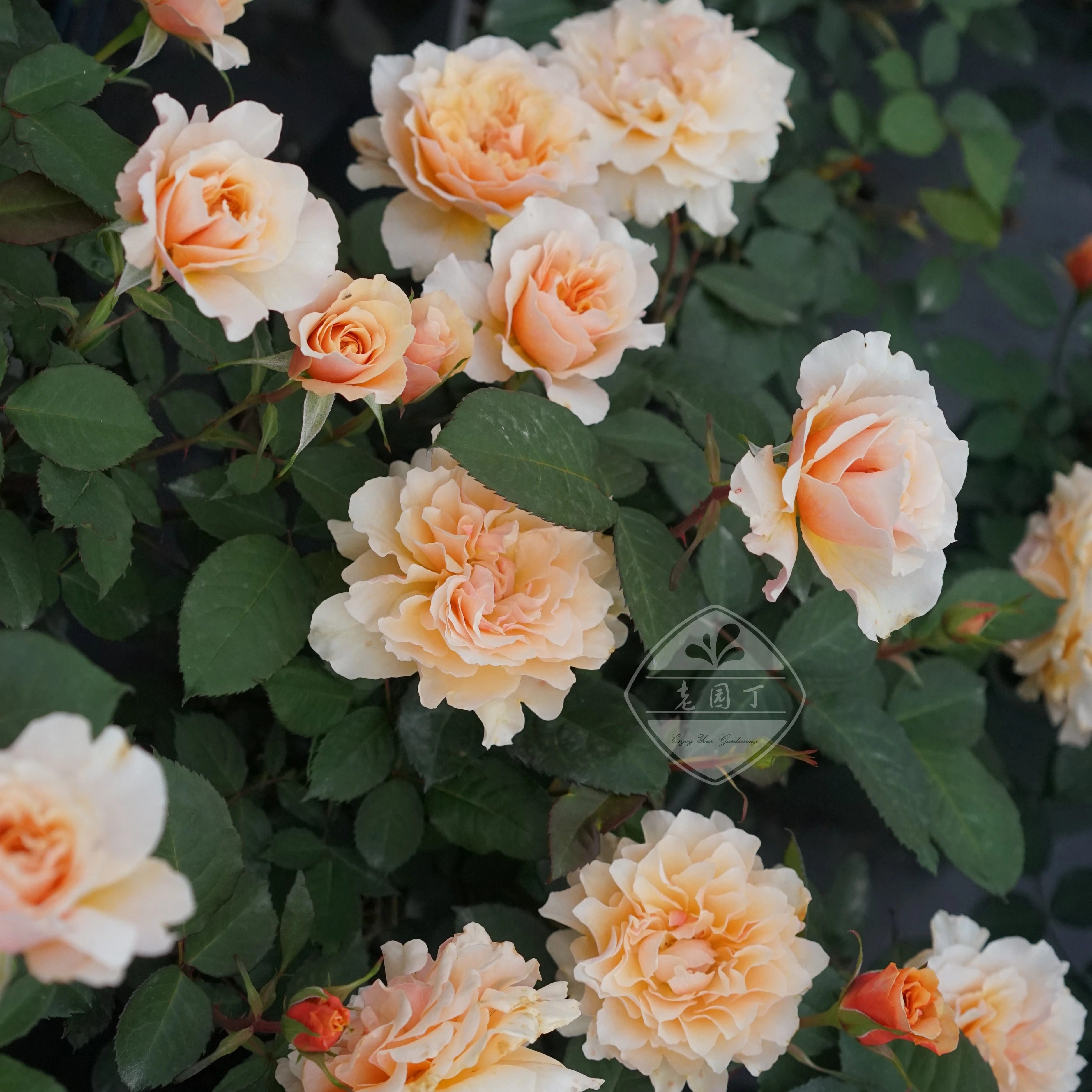 木村卓功授权园丁老班3.5L杏橙色大花老园丁庭院月季盆栽地栽,鲜花速递/花卉仿真/绿植园艺,月季/蔷薇/玫瑰,淘宝优惠券,粉丝福利购,淘宝优惠卷