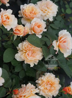 木村卓功授权园丁老班3.5L杏橙色大花老园丁庭院月季盆栽地栽