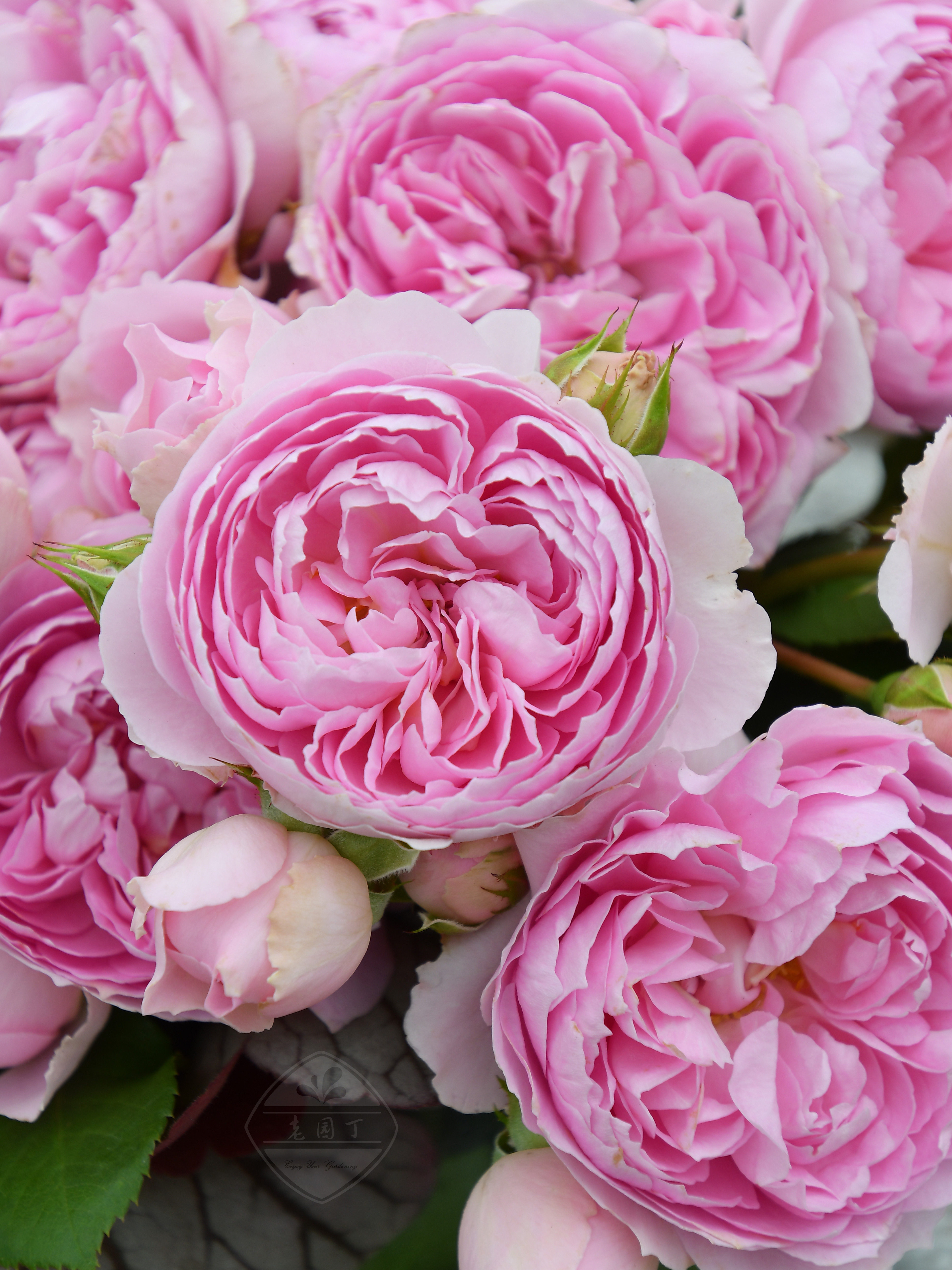 木村卓功授权 楼兰 粉色灌木丰花大花耐热老园丁庭院月季盆栽,鲜花速递/花卉仿真/绿植园艺,月季/蔷薇/玫瑰,淘宝优惠券,粉丝福利购,淘宝优惠卷