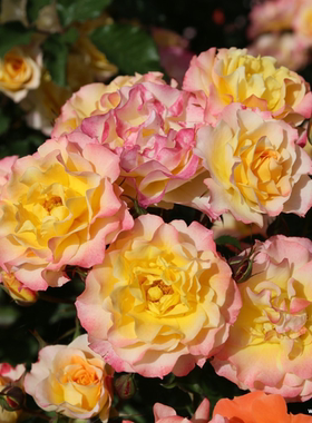 根接小苗喝彩一见钟情田园憧憬摆渡雪域青莲老园丁庭院盆栽月季