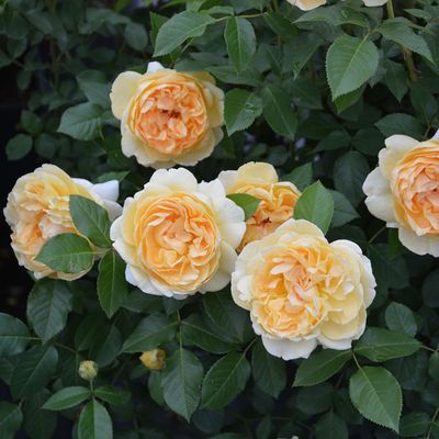 木村卓功授权迪肯黄色丰花勤花抗病灌木老园丁庭院月季盆栽花卉