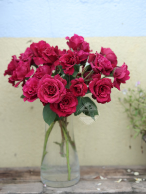 河本庭院花卉花园月季盆栽老园丁