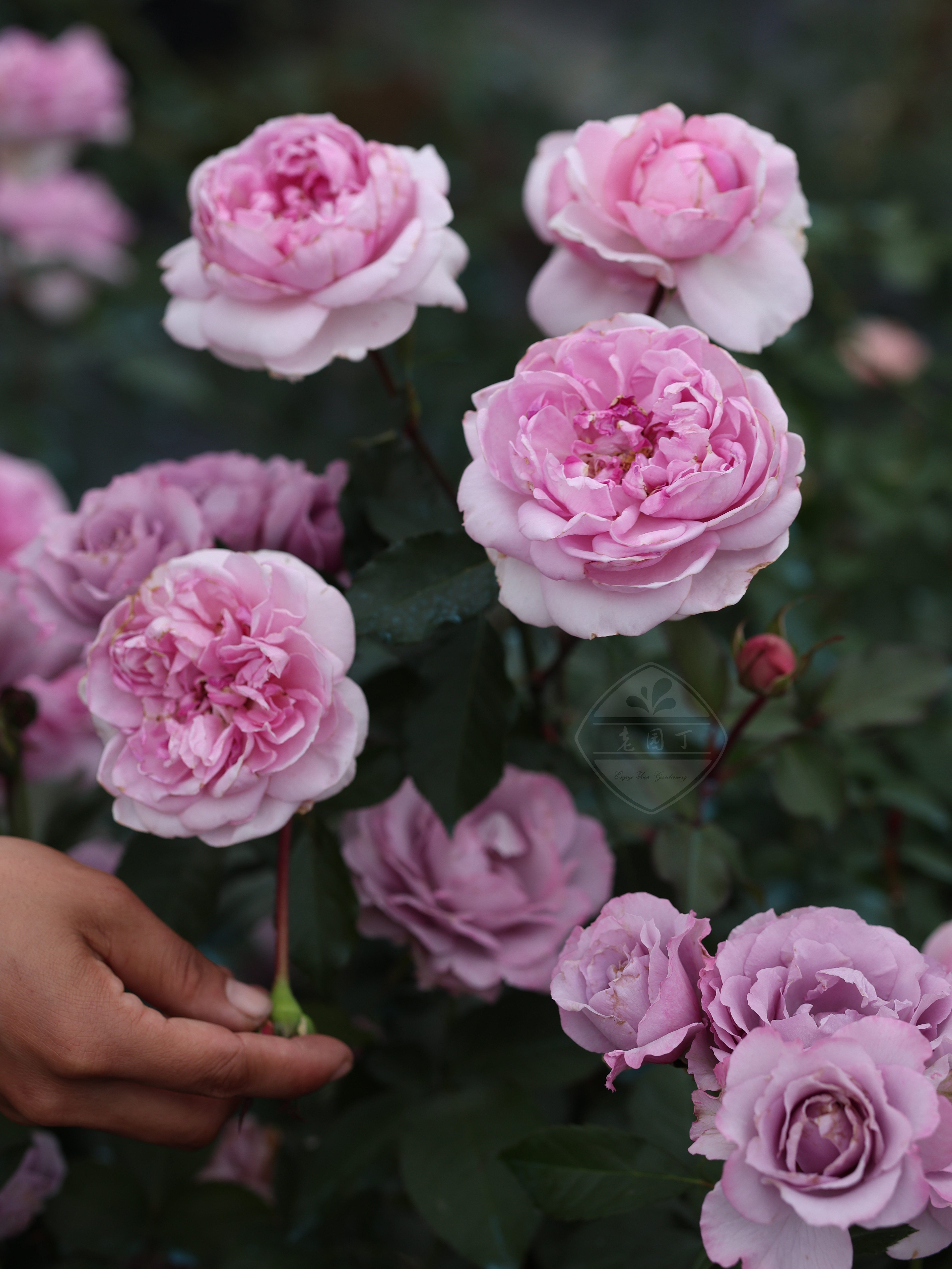 木村卓功授权 小妖精 粉色丰花灌木老园丁月季盆栽庭院花卉,鲜花速递/花卉仿真/绿植园艺,月季/蔷薇/玫瑰,淘宝优惠券,粉丝福利购,淘宝优惠卷