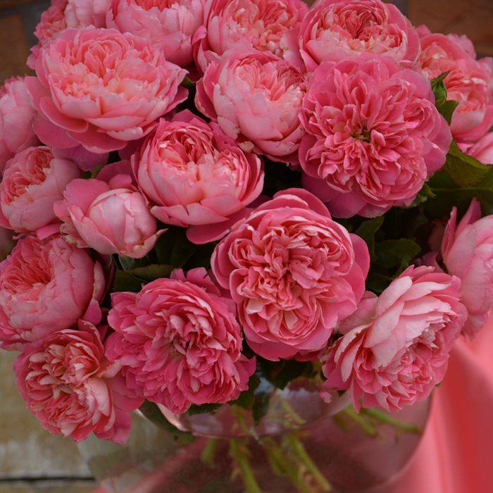 木村卓功授权 狮子心3.5L 珊瑚粉色花老园丁庭院月季盆栽花卉,鲜花速递/花卉仿真/绿植园艺,月季/蔷薇/玫瑰,淘宝优惠券,粉丝福利购,淘宝优惠卷