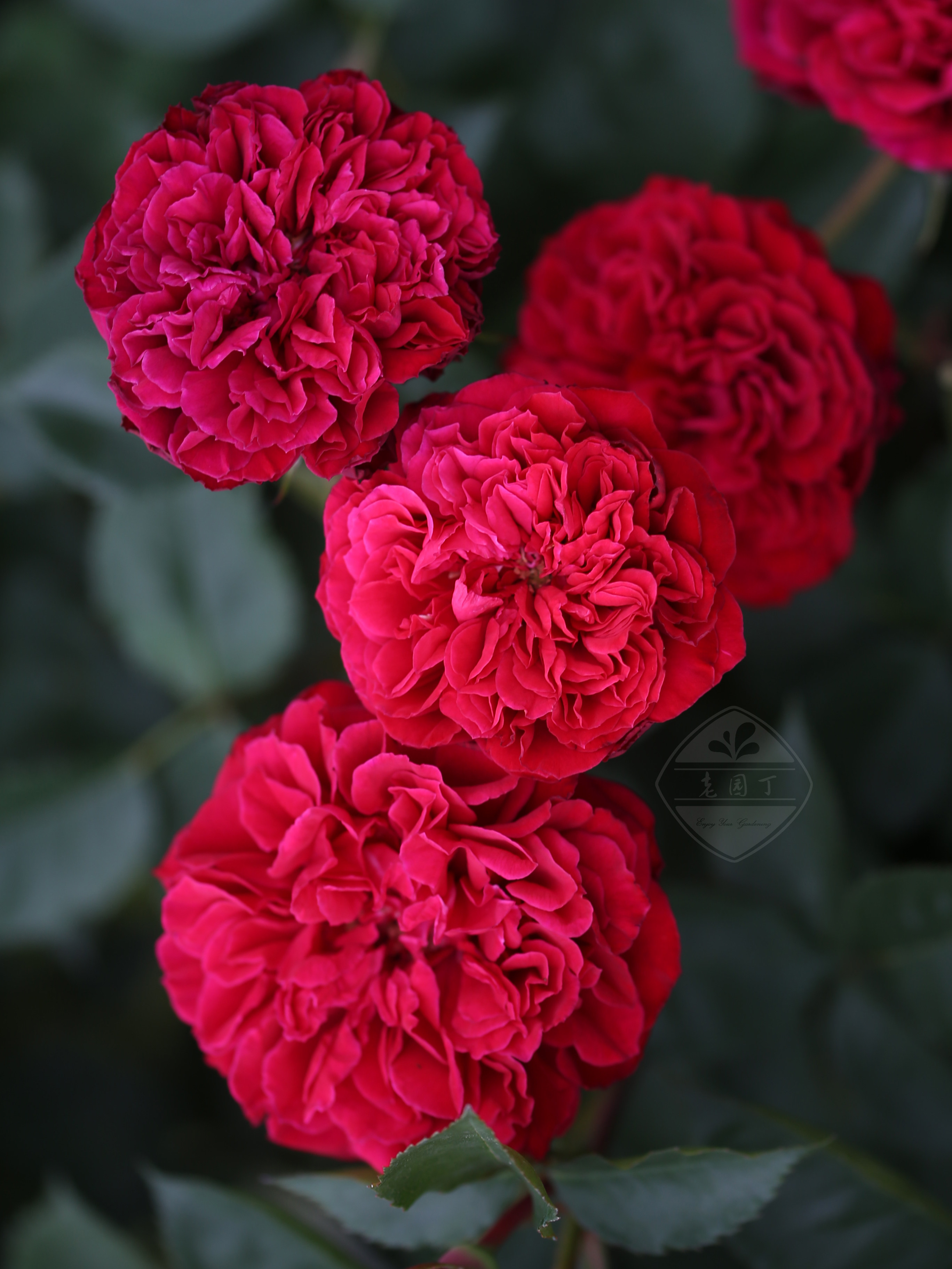 木村卓功授权 西哈诺 红色灌木耐热直立 老园丁庭院月季盆栽花园