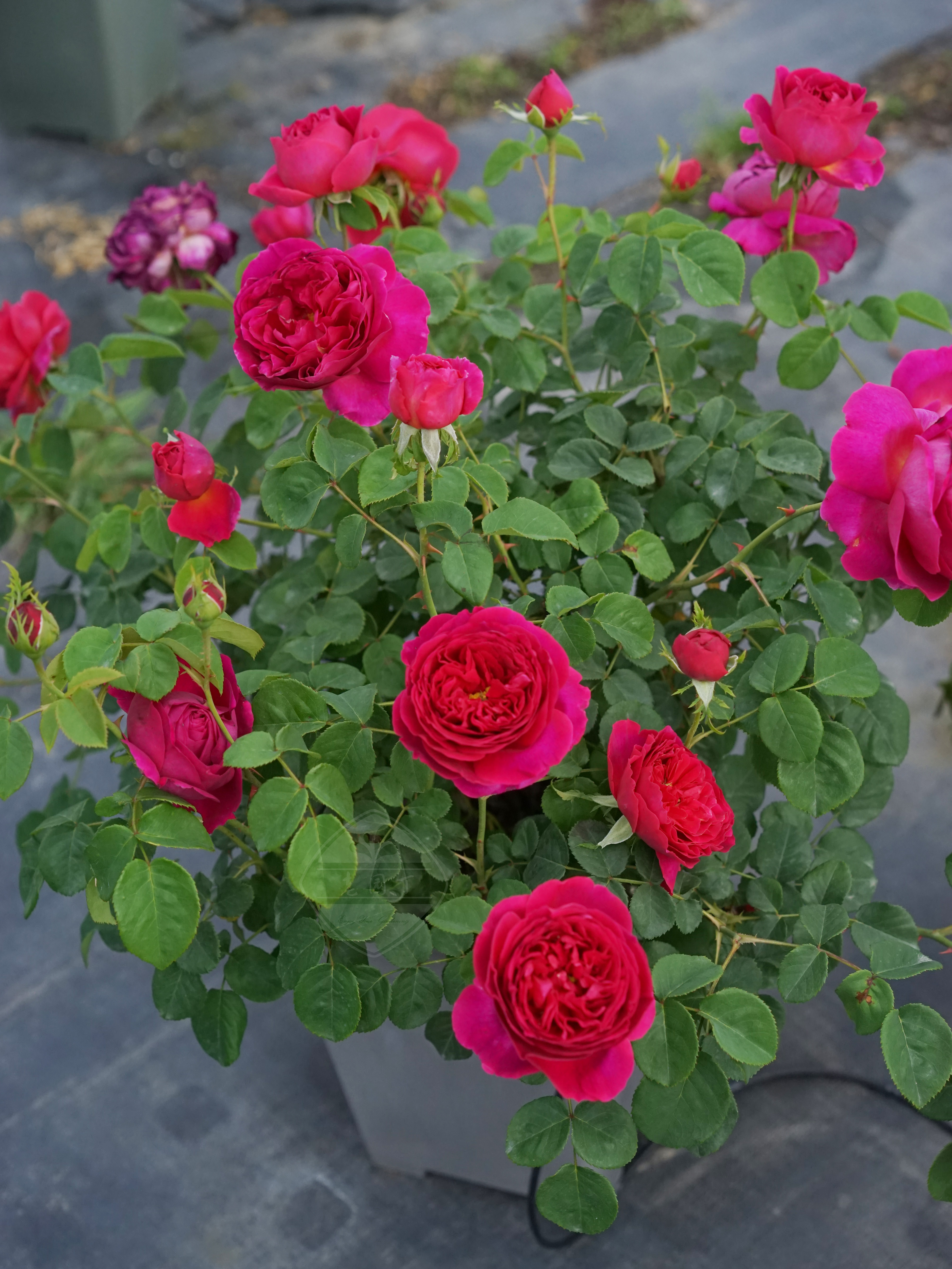 奥斯汀切花花园月季盆栽老园丁