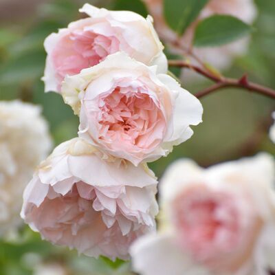木村卓功月季弗朗西斯伯内特3.5L粉色藤本老园丁庭院花卉