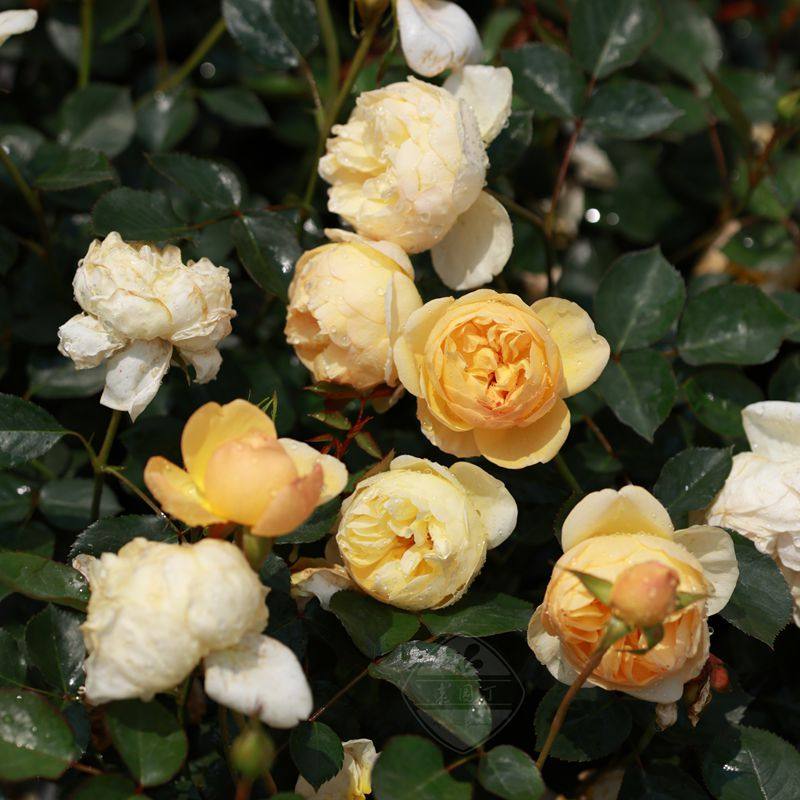 木村卓功授权露西欧3.5L黄色丰花灌木月季老园丁庭院阳台盆栽,鲜花速递/花卉仿真/绿植园艺,月季/蔷薇/玫瑰,淘宝优惠券,粉丝福利购,淘宝优惠卷