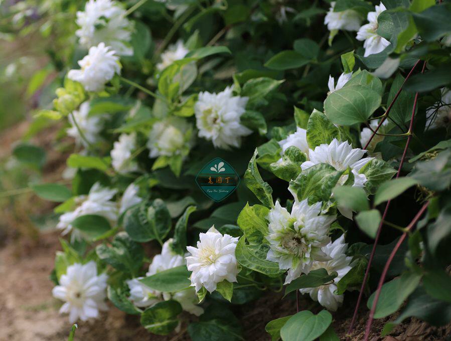 Clematis[Edinburgh Duchess Zaohua Dahua Formationin the Flower delivery/Flowers simulation/Plants gardening , Flowers/Potted plants (New) , Flowers  category - from Buy2taobao.com to provide professional Taobao agent buy service