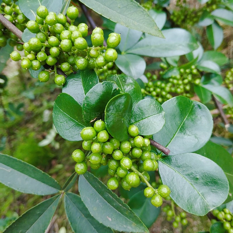 青花椒新鲜四川特产鲜花椒绿麻椒新鲜花椒真空500克包邮麻椒 水产肉类/新鲜蔬果/熟食 新鲜花椒 原图主图