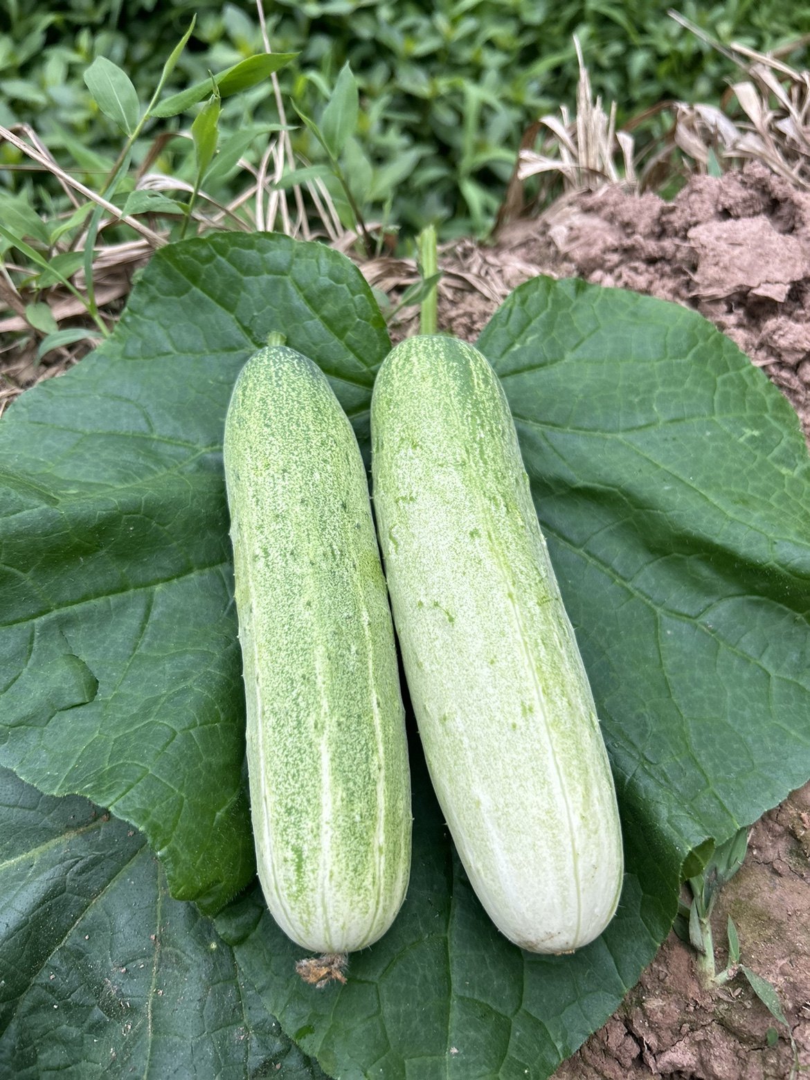 黄瓜新鲜重庆老品种农家自种清香脆嫩小黄瓜土黄瓜青黄瓜孕妇可生