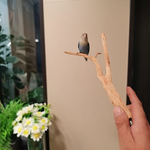 野梨木鹦鹉站杆随型原木站棍笼内栖息棍牡丹虎皮站杆鸟笼塑料配件