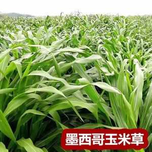 进口墨西哥玉米草种子牧草无毛养殖饲料草籽四季高产耐寒耐热耐旱