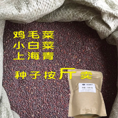 简单易种小白菜鸡毛菜上海青种子