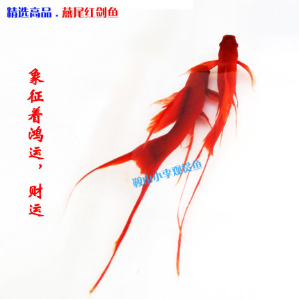 高帆红剑鱼双尾燕尾高鳍红箭鱼红白剑燕尾剑淡水观赏鱼小型鱼活体