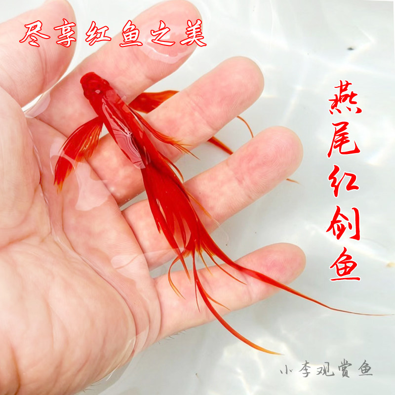 小型淡水观赏鱼燕尾红剑长尾双尾高鳍菊花帆红箭鱼凤尾孔雀鱼混养