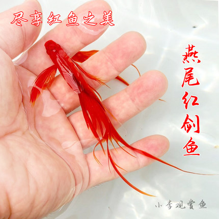 小型淡水观赏鱼燕尾红剑长尾双尾高鳍菊花帆红箭鱼凤尾孔雀鱼混养
