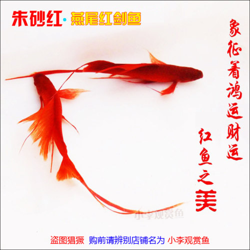 红剑鱼观赏鱼红剑红箭红箭鱼淡水