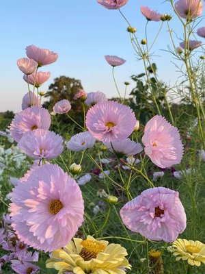 蛋挞波斯菊花籽四季播种开花不断室外庭院纸杯蛋糕格桑花花种籽子