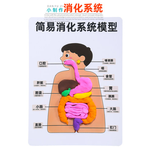旦夫子人体消化系统模型材料包