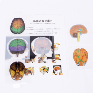 学生科学实验diy大脑模型儿童科技小制作发明玩教具人脑结构材料