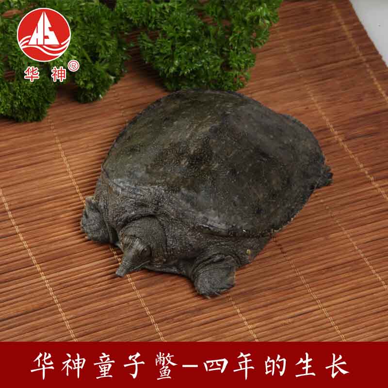 【生态农业】四年龄华神有机童子鳖 适合清蒸的甲鱼
