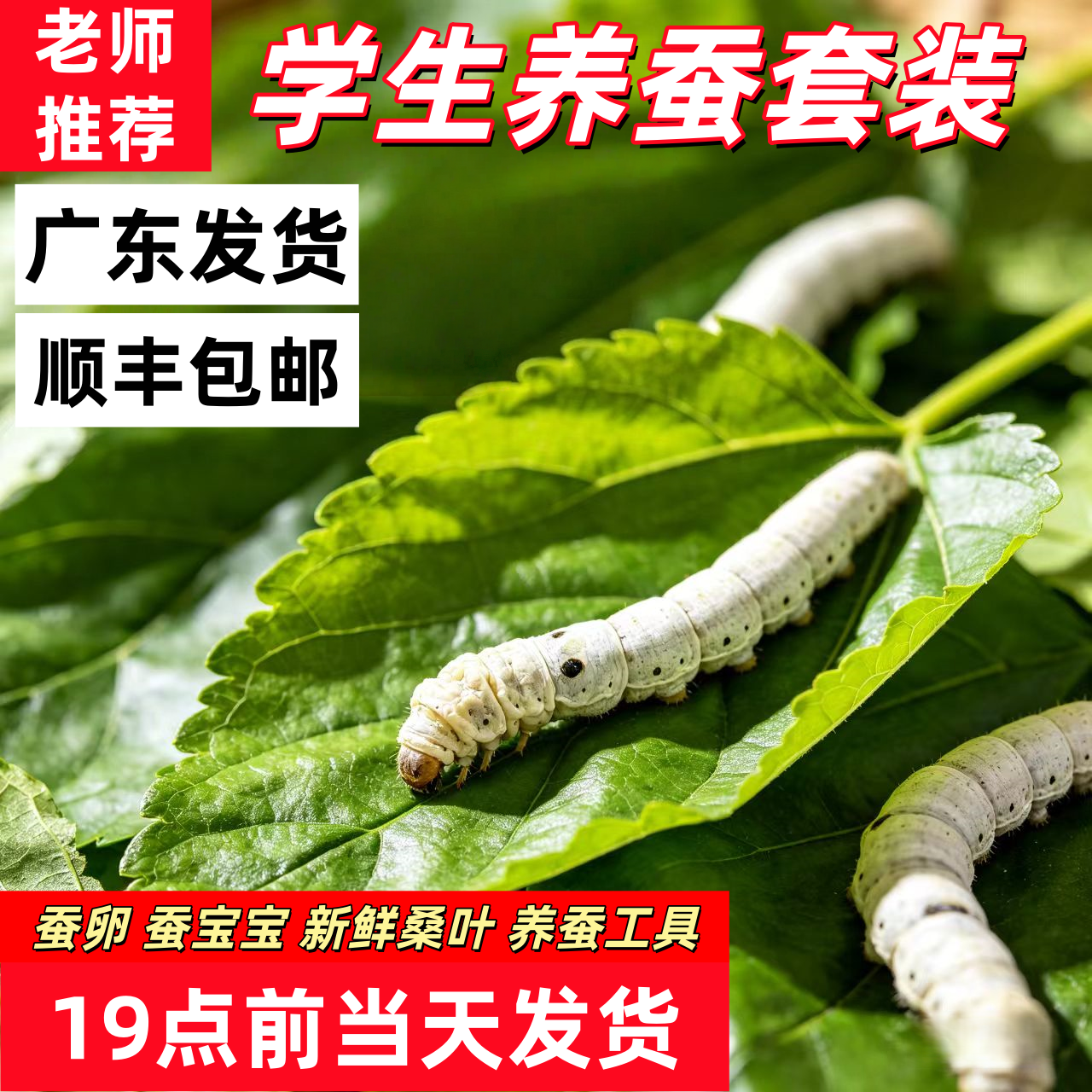 春季蚕宝宝幼虫活体食用新鲜桑叶广东发货蚕饲料蚕宝宝123龄