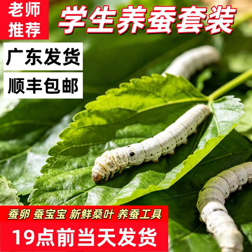 学生养蚕幼虫活体蚕宝宝新鲜桑叶