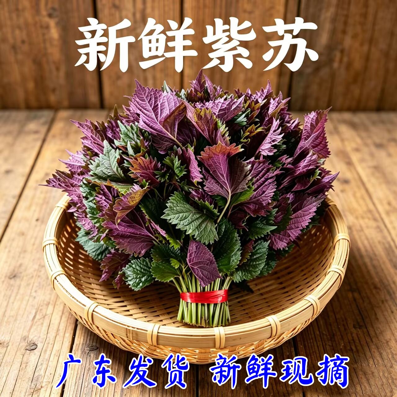 新鲜紫苏叶当天现摘广东发货