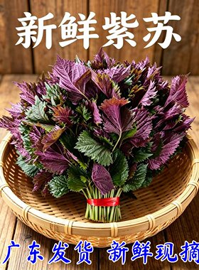新鲜紫苏叶当天现摘广东发货