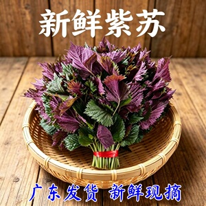 新鲜紫苏叶当天现摘广东发货