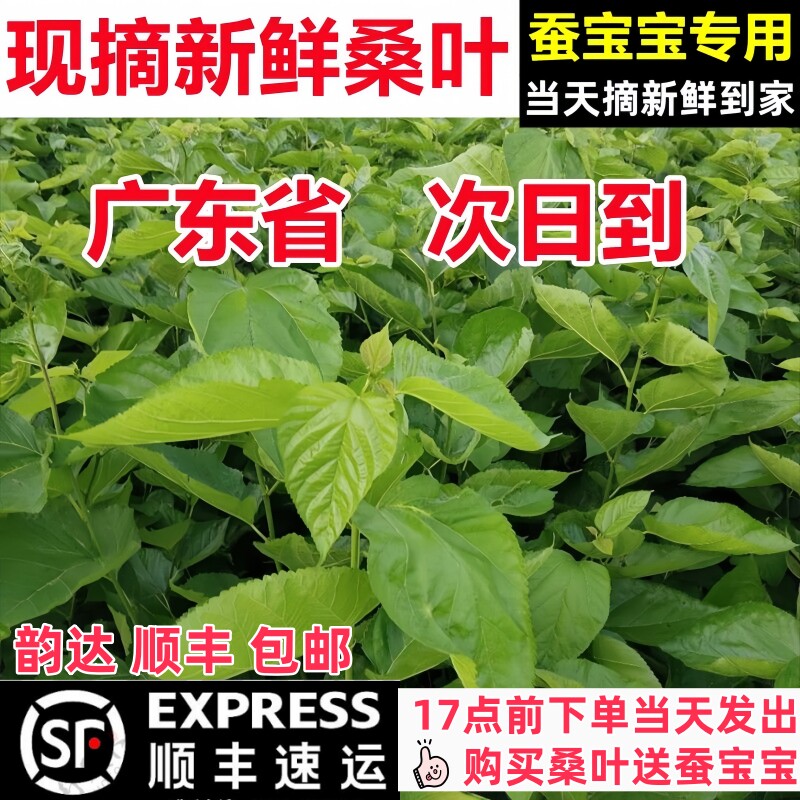 蚕宝宝食用新鲜桑叶大蚕小蚕桑叶新鲜桑园现摘现发蚕叶喂蚕嫩桑叶图片