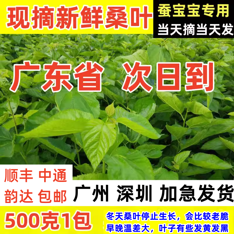蚕宝宝桑叶新鲜现摘广东发货
