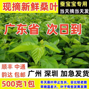 顺丰速发 现摘 蚕宝宝桑叶新鲜现摘桑叶喂蚕桑蚕叶学生养蚕套装