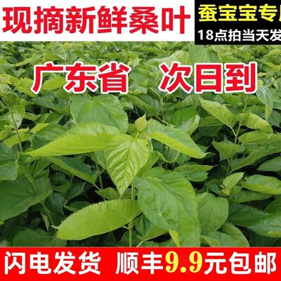 新鲜桑叶大小蚕食用广东发货