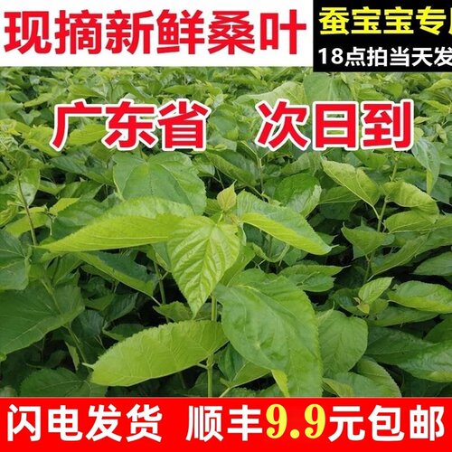 新鲜桑叶大小蚕食用广东发货