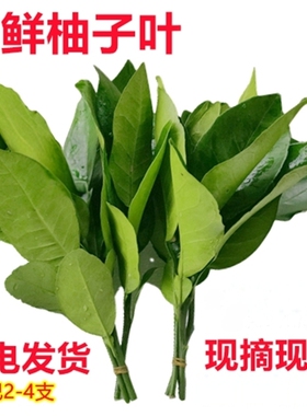 新鲜柚子叶现摘过年洗澡柚子叶去尘纳福转好运散装包邮柚子叶