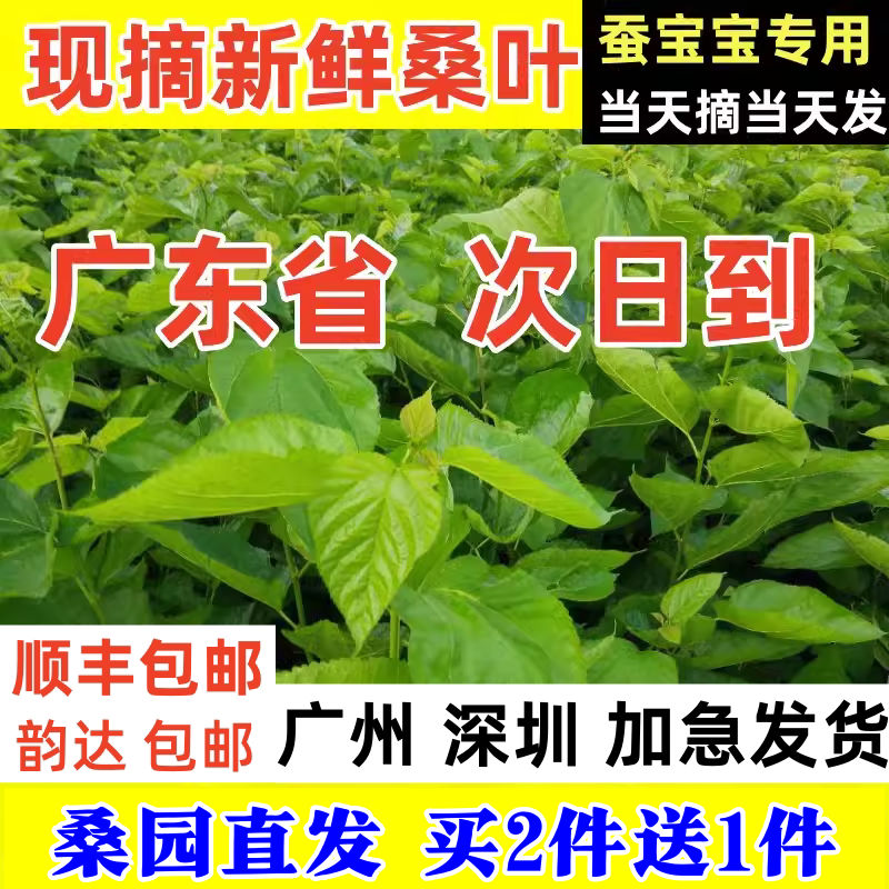 桑叶新鲜食用桑树叶养蚕宝宝饲料蚕叶学生养蚕卵桑叶批发广东发货