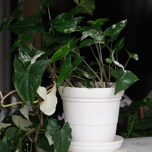 米白色花盆简约树脂利其尔日本产