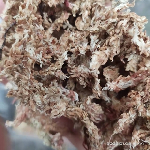 智利红水苔毛毛虫干苔虫苔兰花石斛文心兰食虫猪笼草扦插高压发根