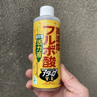 日本产花心根团菌促进根系生长