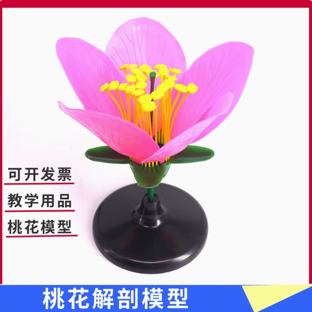 桃花解剖模型桃花模型生物实验模型花蕊花瓣放大模型花的结构